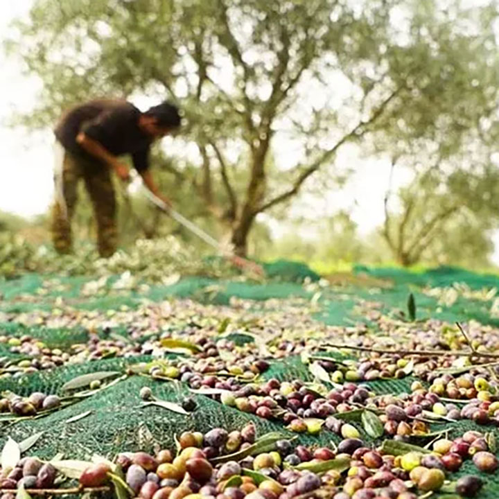 UV plastik to'r etuk qayta ishlangan zaytun o'rim-yig'im qopqog'i Net